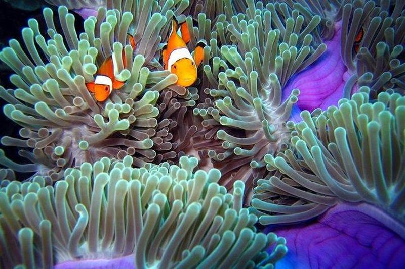  Experience crystal-clear waters while snorkeling at Koh Racha Yai Island.