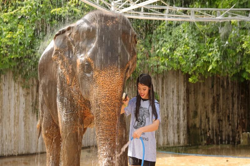 Elephant care Phuket, close interaction with elephants, feeding session
